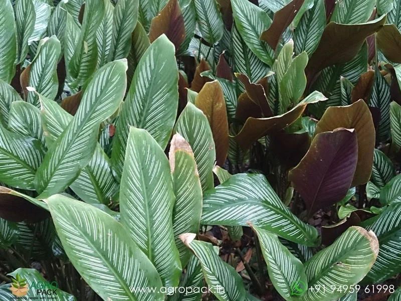 White-Star-Calathea-majestica4