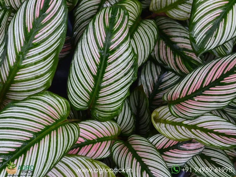 White-Star-Calathea-majestica5