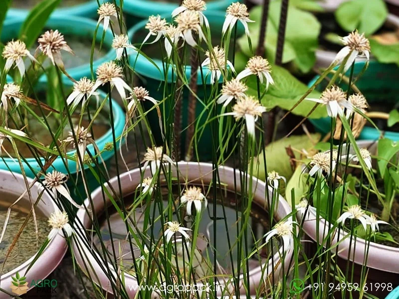 White-Star-Grass-Rhynchospora-colorata1