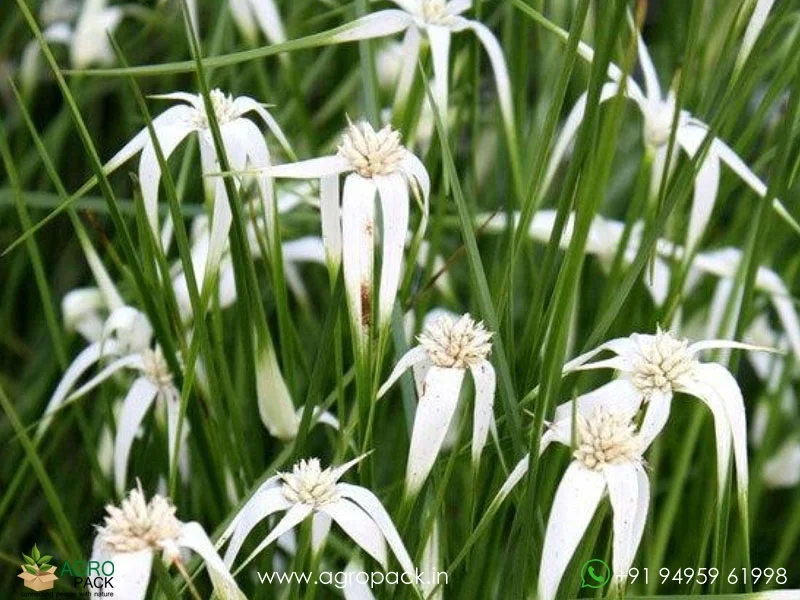 White-Star-Grass-Rhynchospora-colorata4