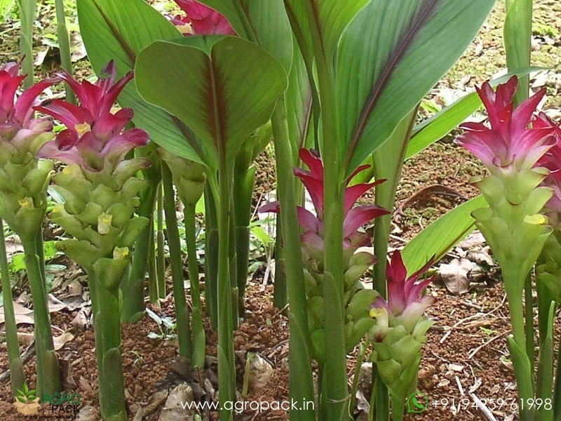 White-Turmeric1