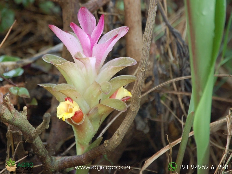 White-Turmeric2