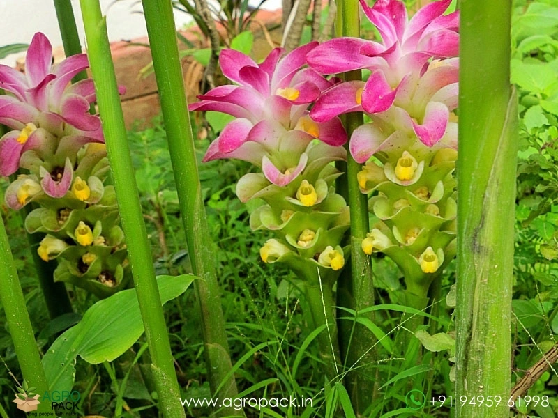 White-Turmeric4