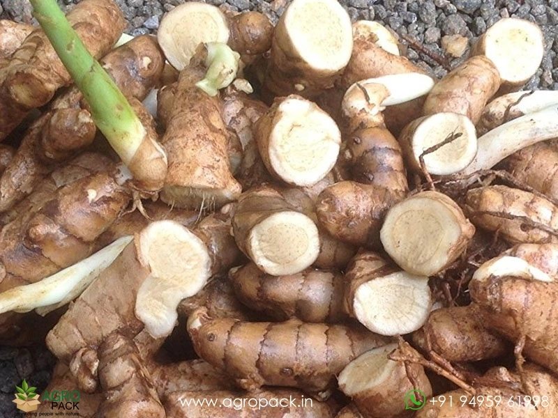 White-Turmeric5