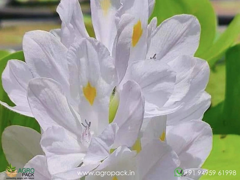 White-Water-Hyacinth2