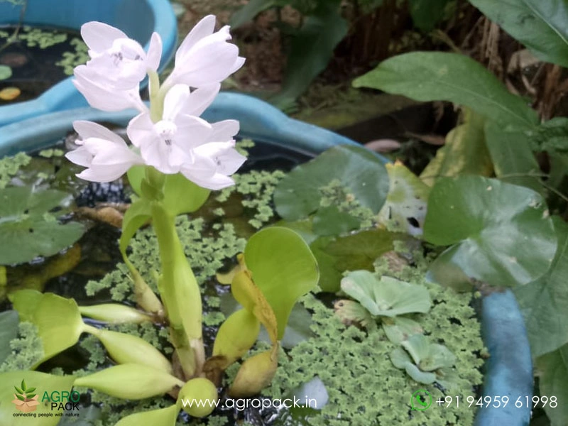 White-Water-Hyacinth4