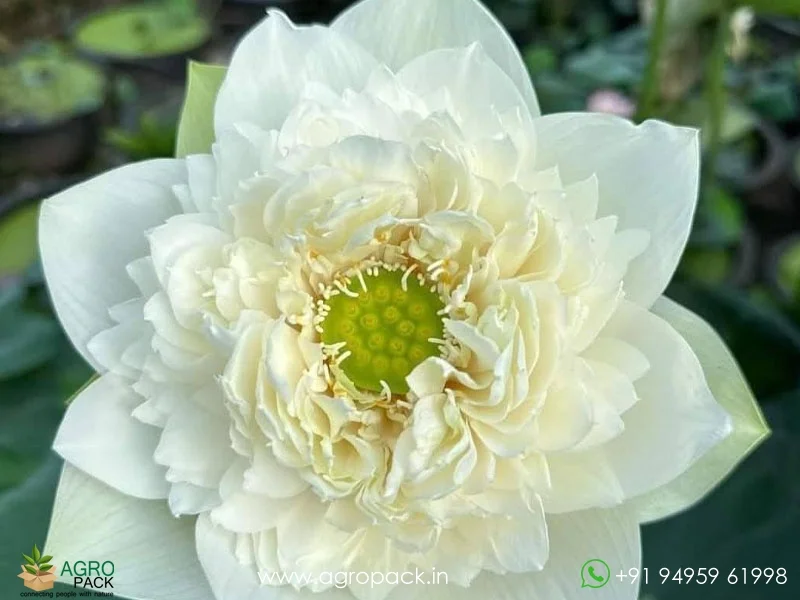 White-swan-lotus1