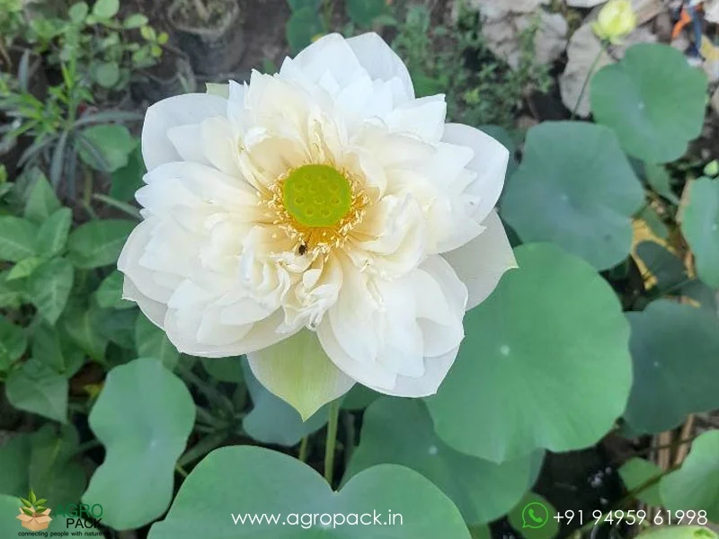 White-swan-lotus5
