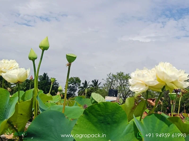 White-swan-lotus6