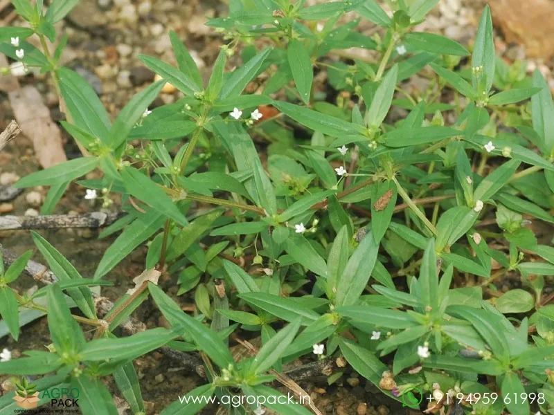 Wild-Chayroot-Oldenlandia-Diffusa2