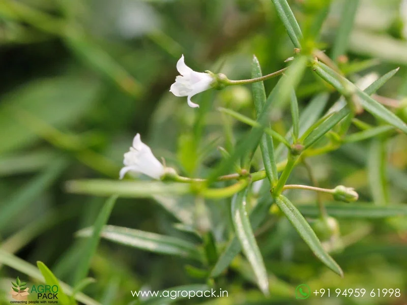 Wild-Chayroot-Oldenlandia-Diffusa4