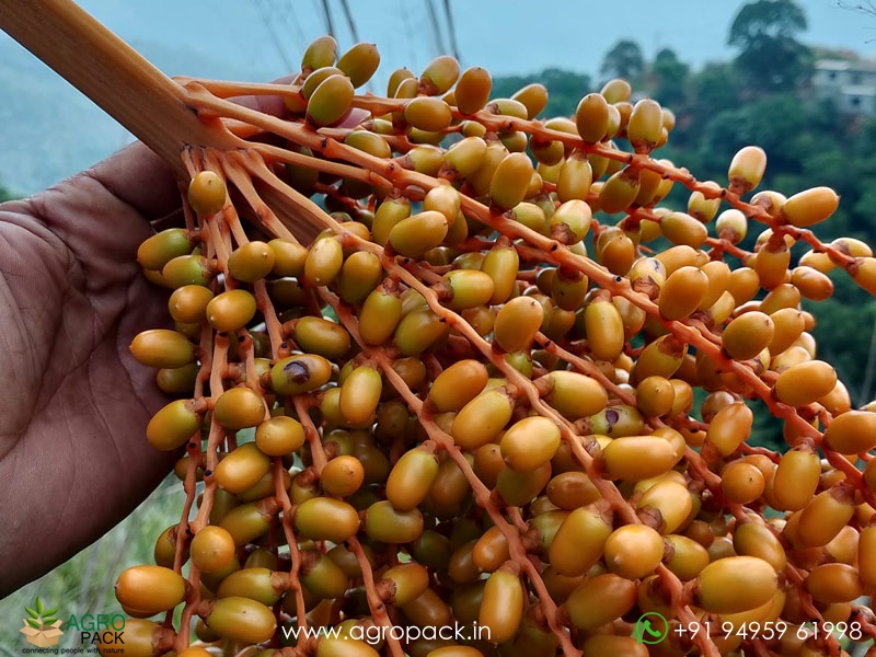 Wild-Date-Palm2