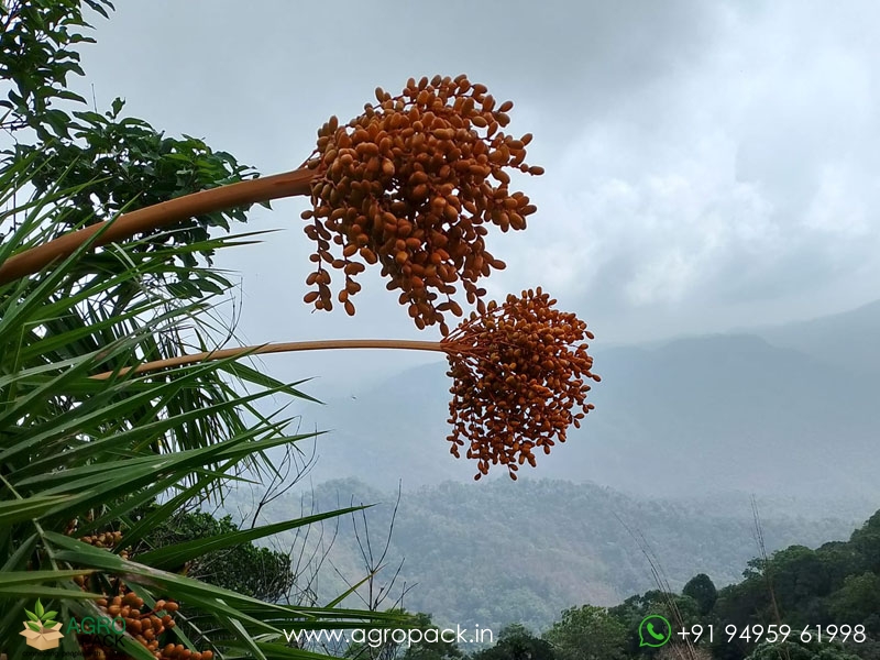 Wild-Date-Palm3