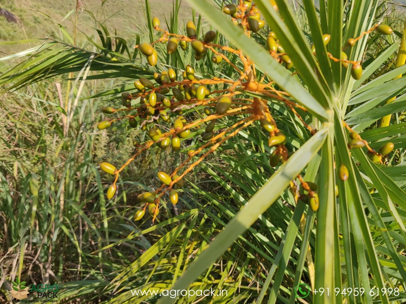 Wild-Date-Palm6