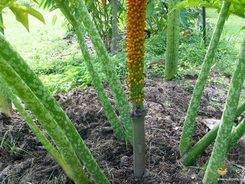 Wild-Elephant-Foot-Yam1