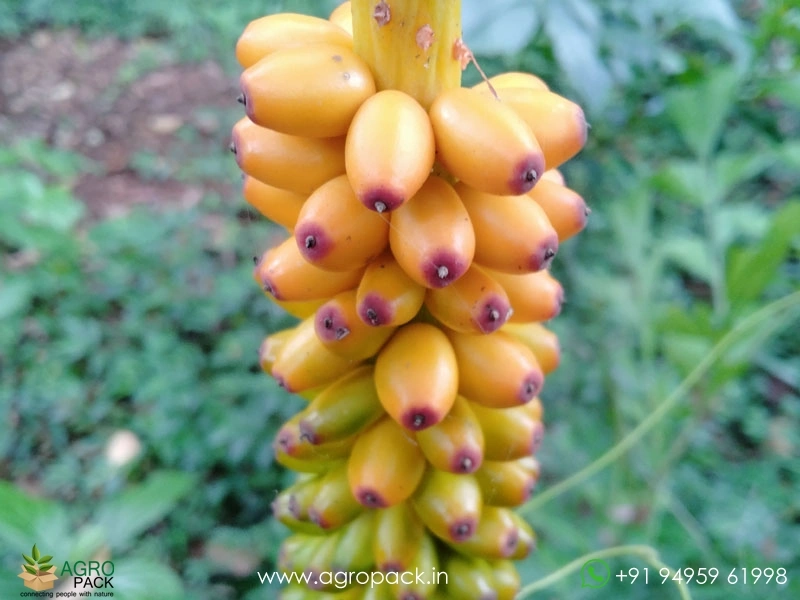 Wild-Elephant-Foot-Yam4