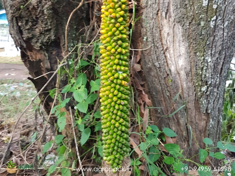 Wild-Elephant-Foot-Yam5