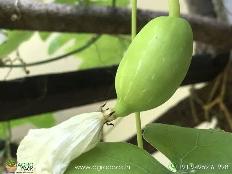 Wild-Ivy-Gourd2