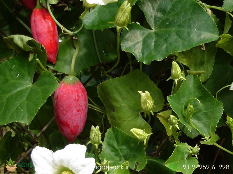 Wild-Ivy-Gourd3