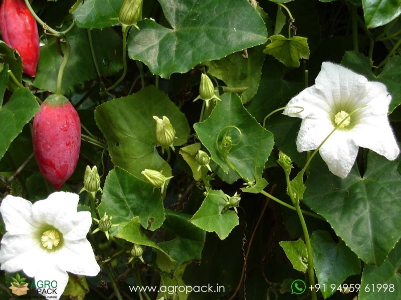 Wild-Ivy-Gourd4