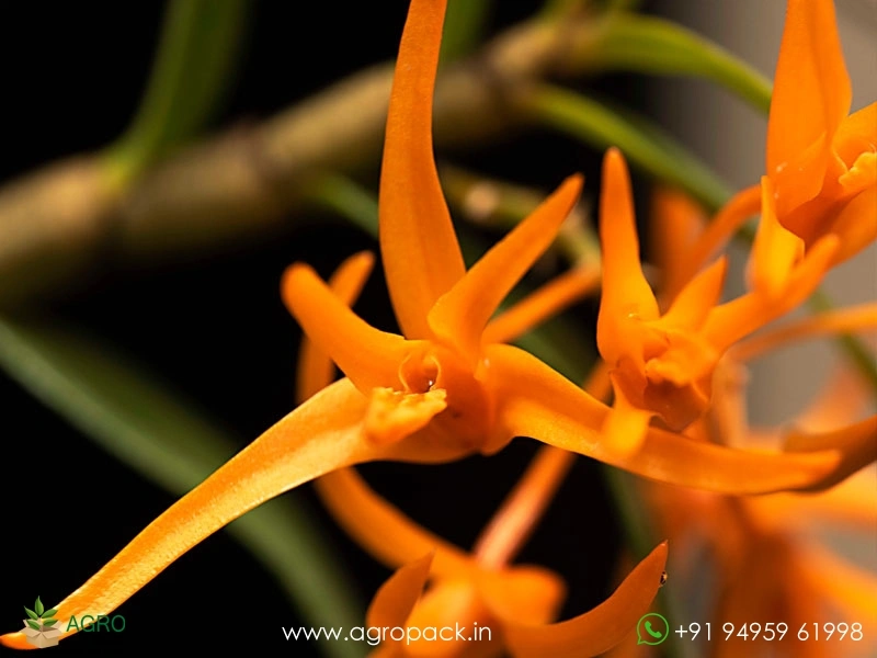 Wild-Orchid-Dendrobium-jerdonianum-Orange-Kerala-Dendrobium1
