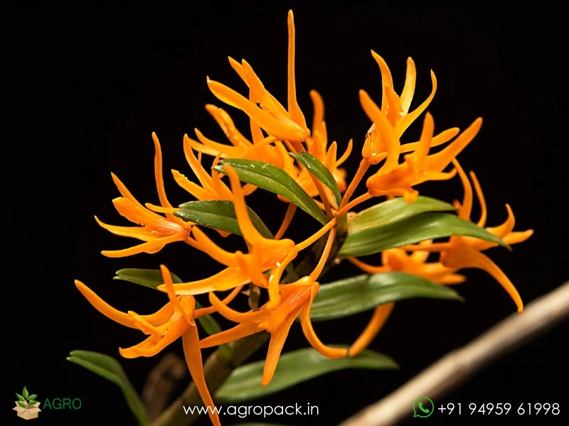 Wild-Orchid-Dendrobium-jerdonianum-Orange-Kerala-Dendrobium2