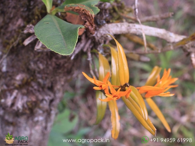 Wild-Orchid-Dendrobium-jerdonianum-Orange-Kerala-Dendrobium6
