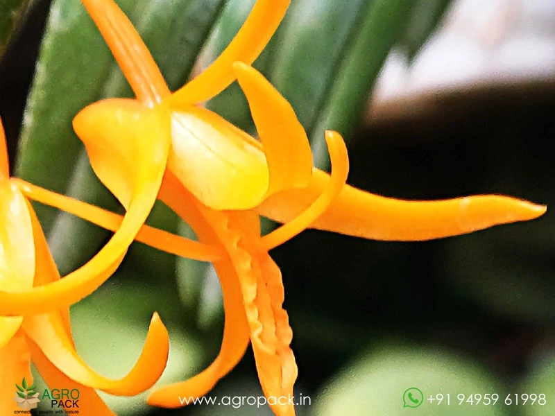 Wild-Orchid-Dendrobium-jerdonianum-Orange-Kerala-Dendrobium7