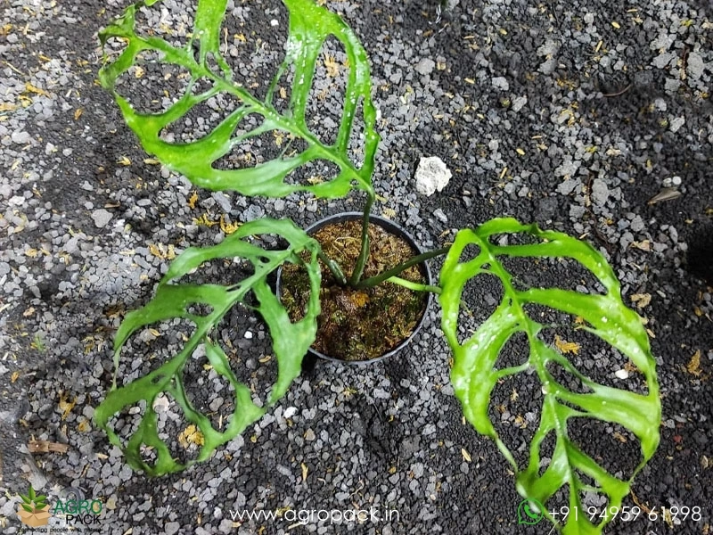 Window-Leaf-Monstera1