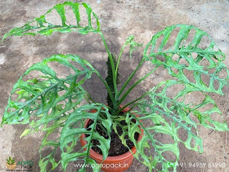 Window-Leaf-Monstera2