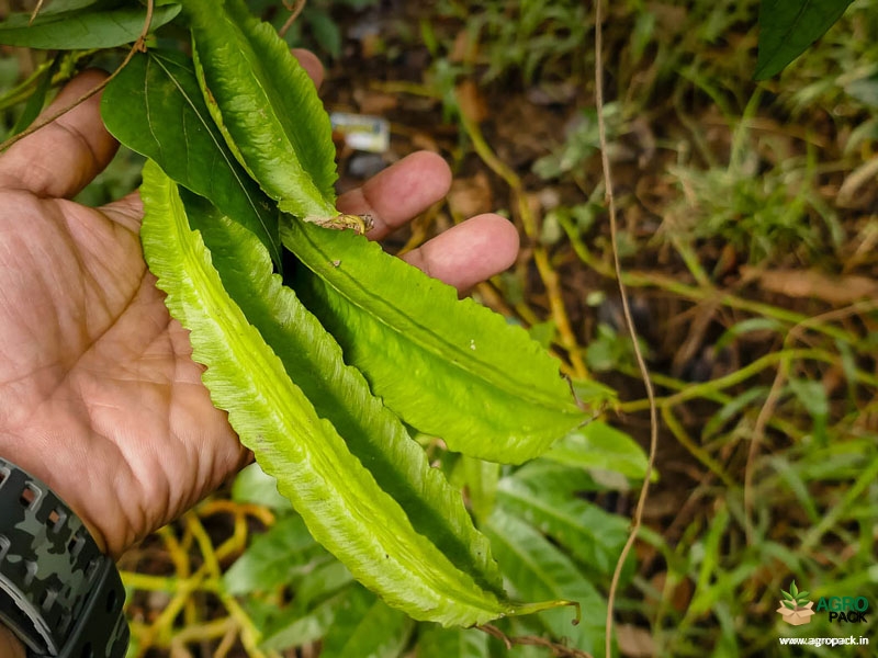 Winged-Bean3