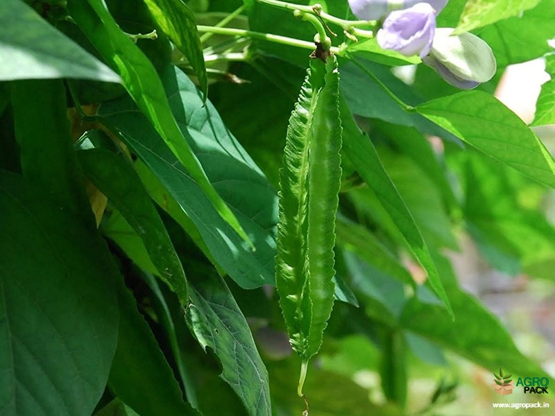 Winged-Bean5