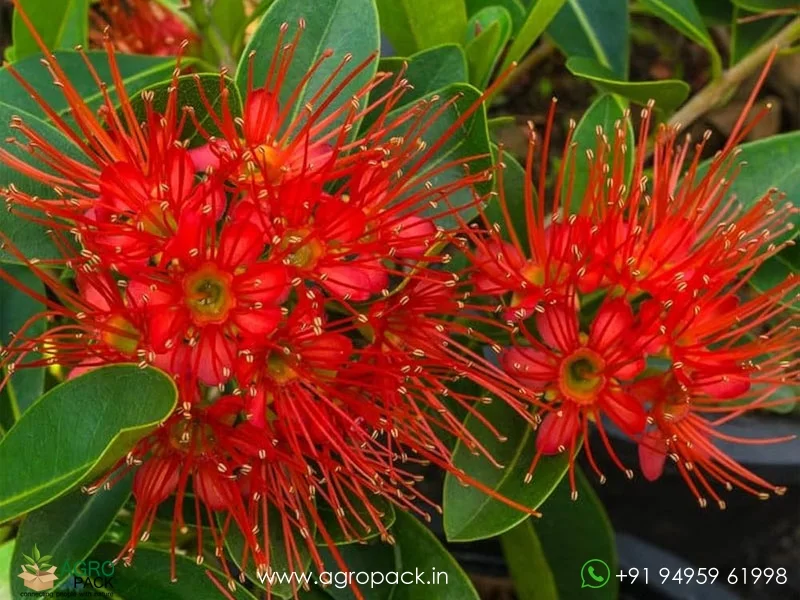 Xanthostemon-youngii-Crimson-Penda1