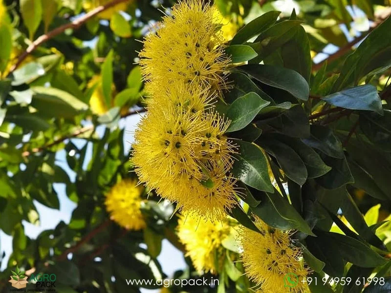 Xanthostemon-youngii-Crimson-Penda4