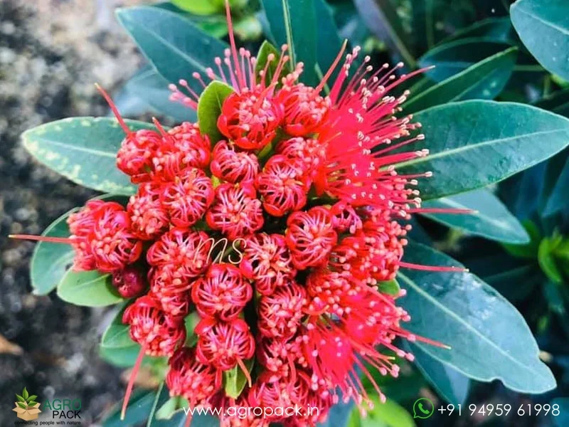Xanthostemon-youngii-Crimson-Penda5