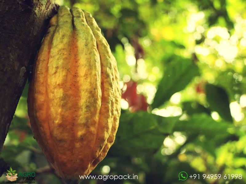 Yellow-Cocoa1