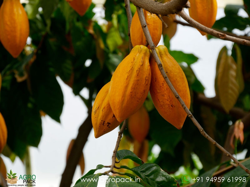 Yellow-Cocoa2