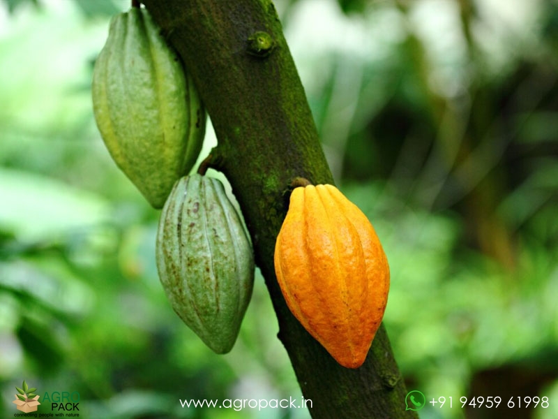 Yellow-Cocoa3