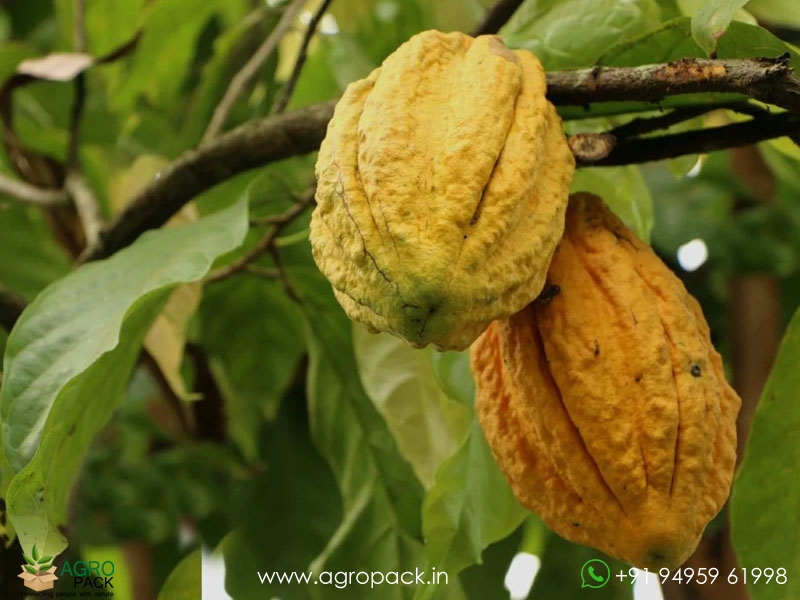 Yellow-Cocoa5