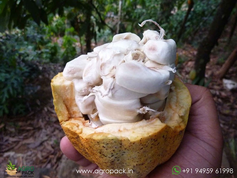 Yellow-Cocoa6