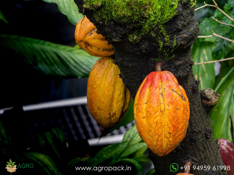 Yellow-Cocoa7