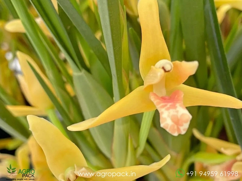 Yellow-Coconut-Orchid1