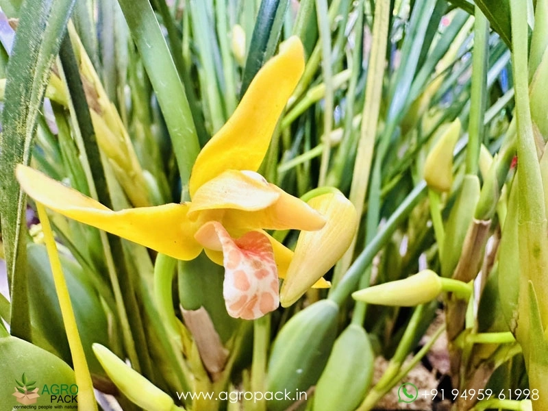 Yellow-Coconut-Orchid2