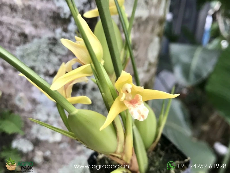 Yellow-Coconut-Orchid3