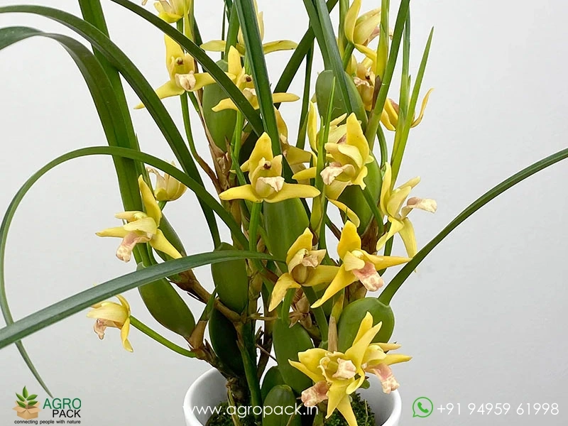 Yellow-Coconut-Orchid4