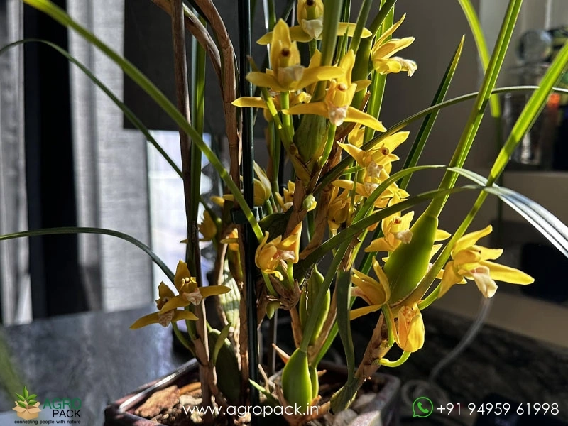 Yellow-Coconut-Orchid5