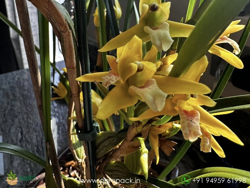 Yellow-Coconut-Orchid6