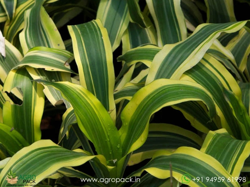 Yellow-Green-Dracaena-Victoria1