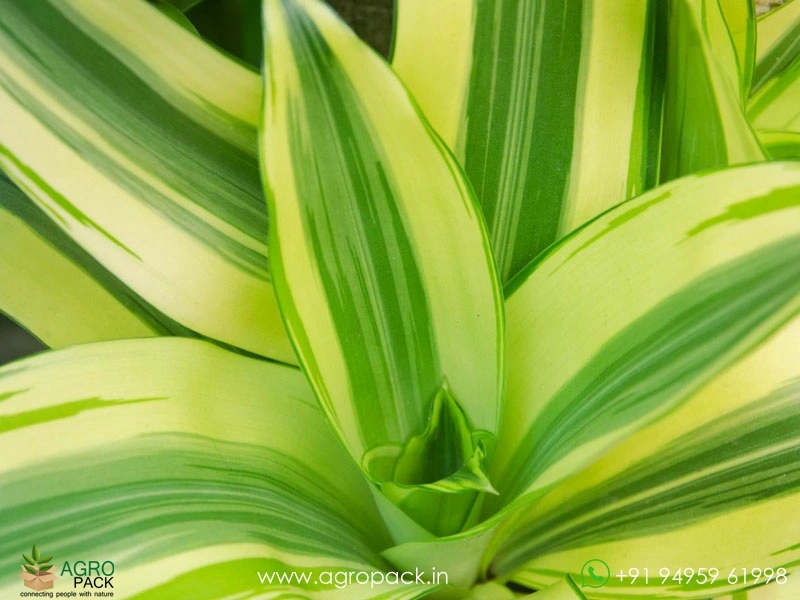 Yellow-Green-Dracaena-Victoria3