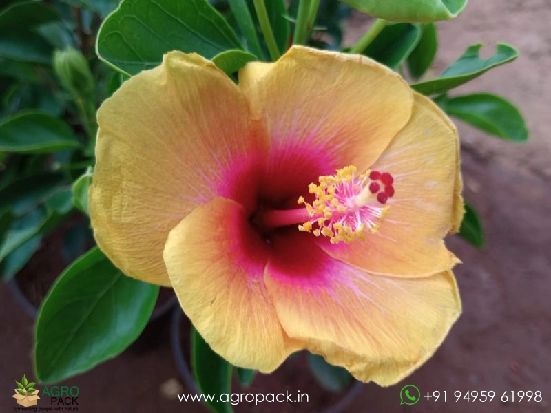 Yellow-Hybrid-Hibiscus1